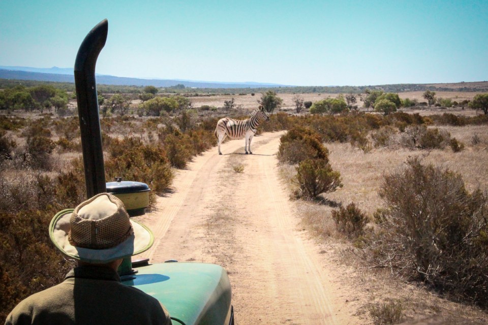 A lone zebra standing on a dirt path